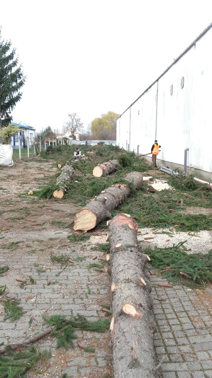 Feldarabolt fatörzsek egy ipari épület mellett