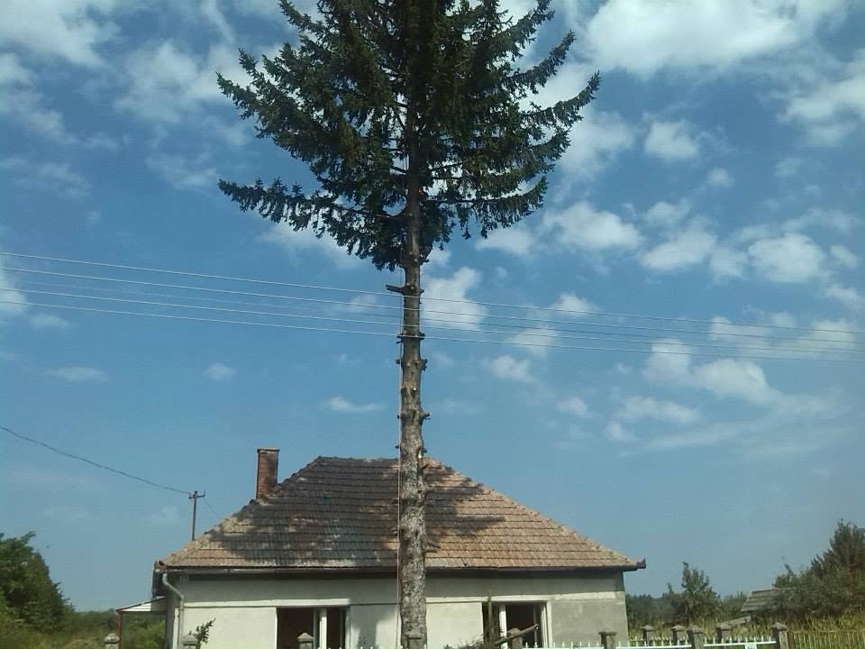 Magas fenyőfa közvetlenül egy lakóház mellett