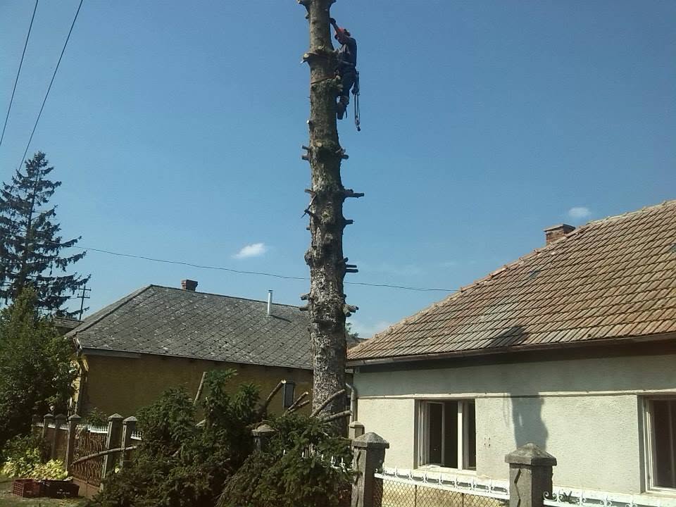 A szakaszosan visszavágott fa törzse a ház mellett